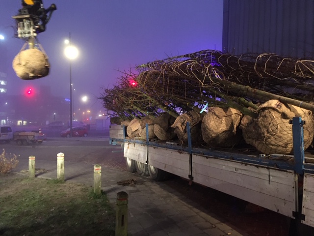 bomen op het Industrieplein
